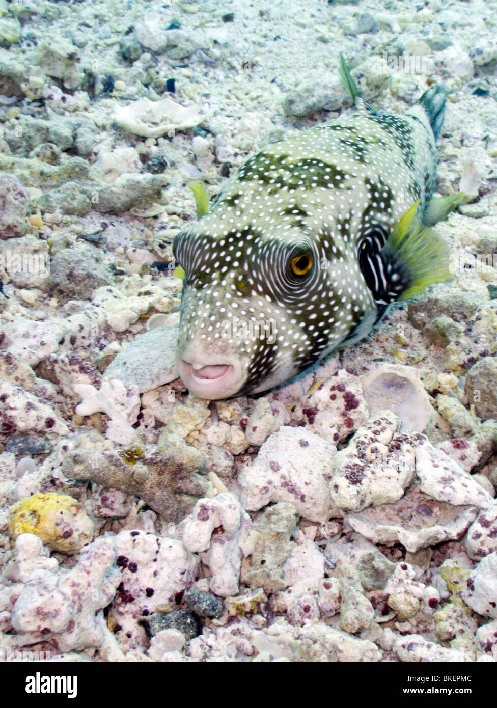 white-spotted puffer fish Stock Photo