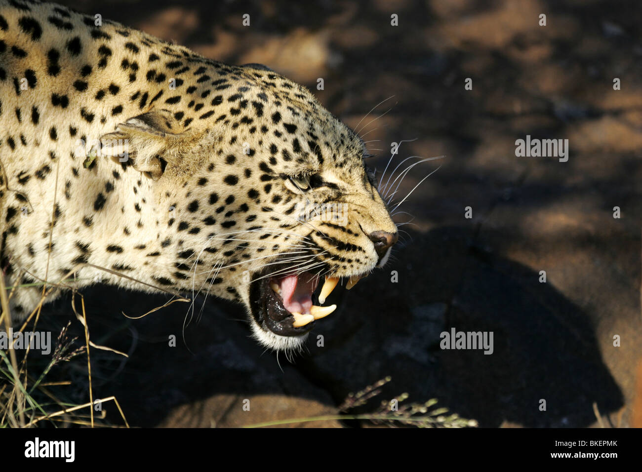 african, leopard, south, africa Stock Photo - Alamy