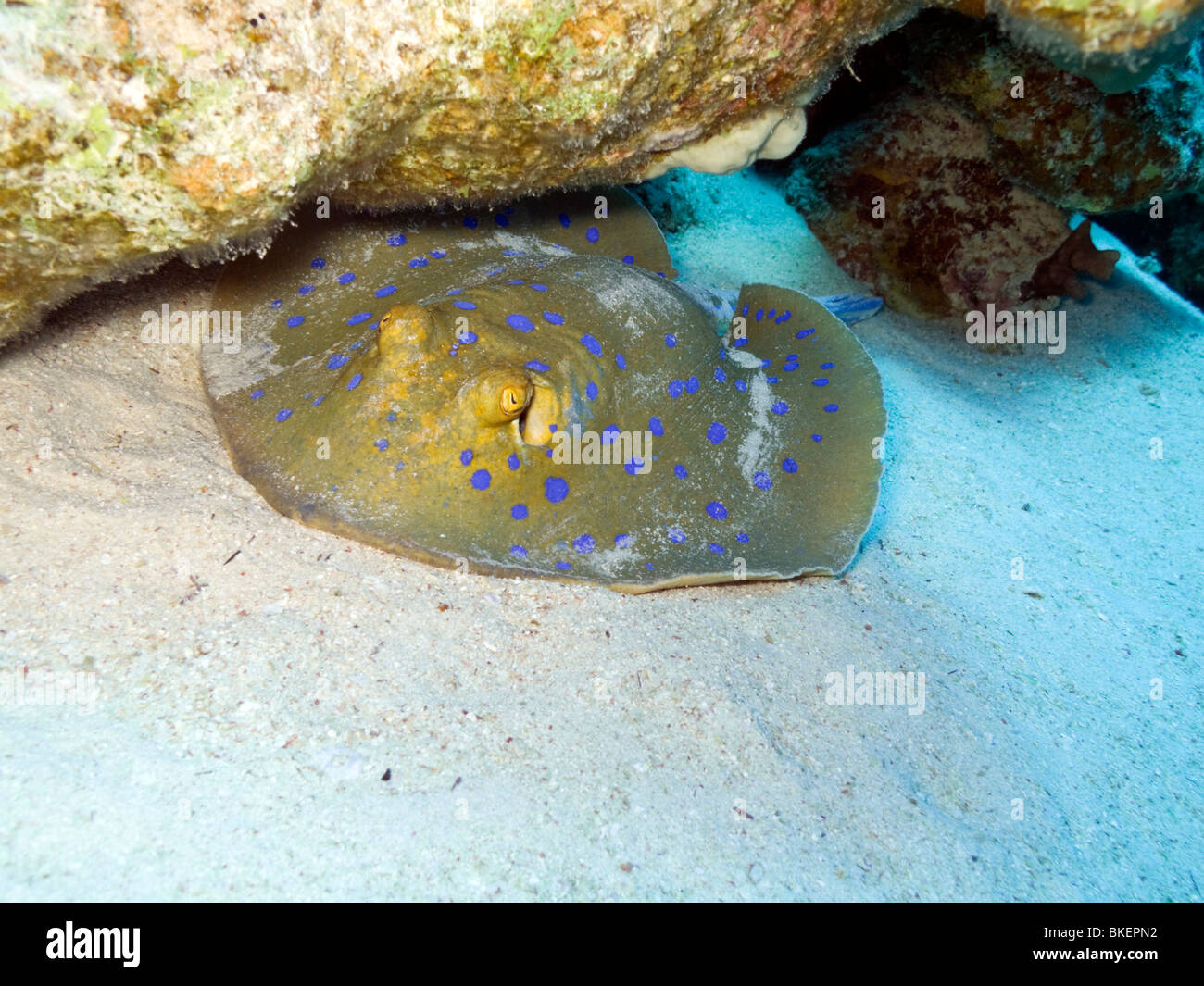 Blue spotted stingray  at 15 metres underwater Stock Photo
