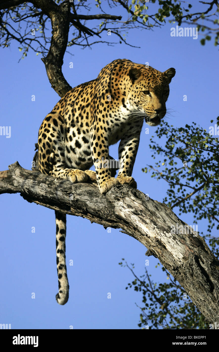 african, leopard, south, africa Stock Photo