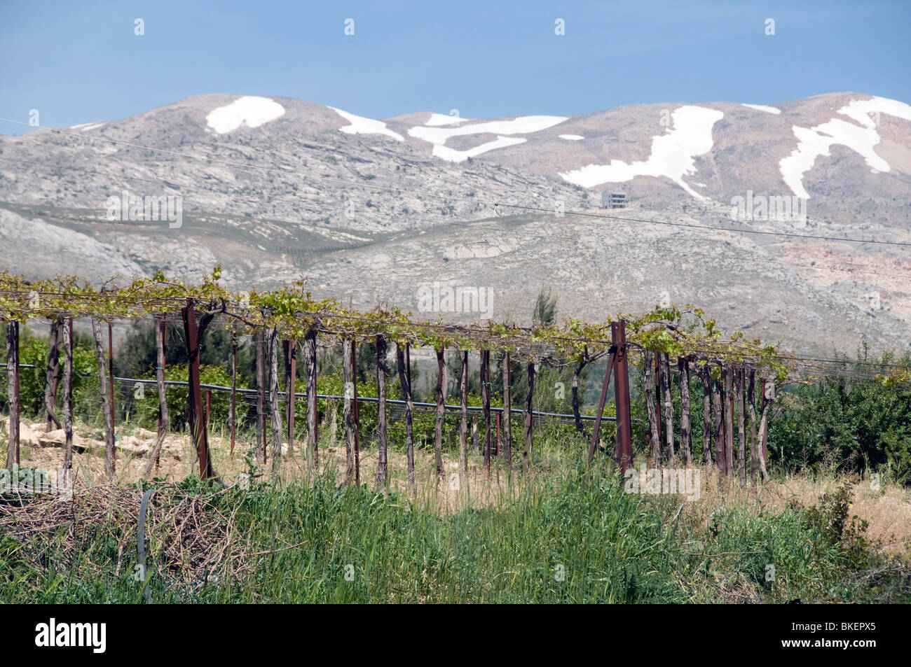 KSARA VINEYARDS IN THE BEKAA VALLEY, LEBANON Stock Photo Alamy