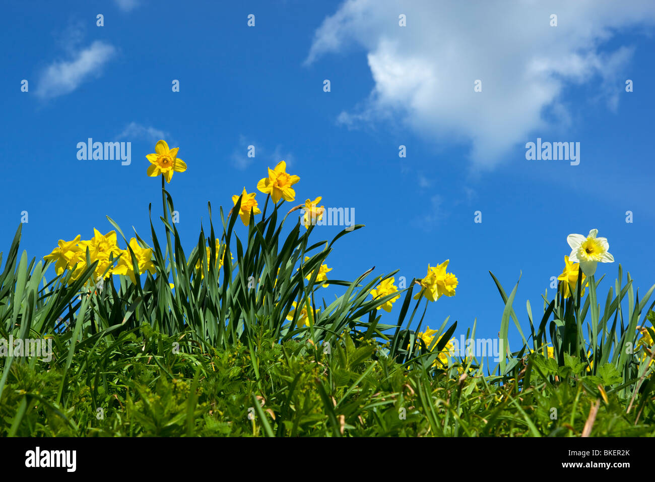 Low angle photograph of Daffodils with clouds Stock Photo