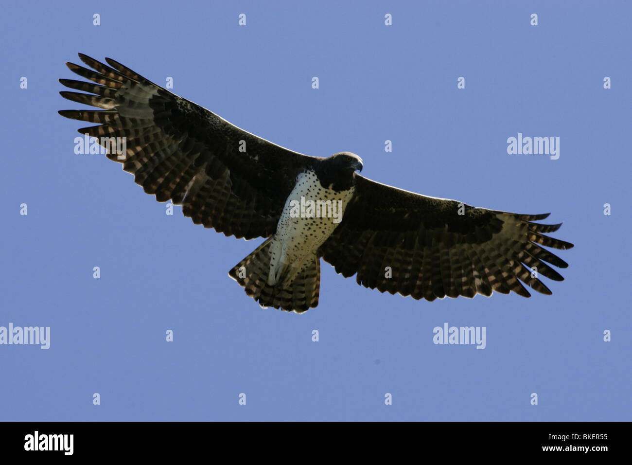 Martial Eagle soaring, Kruger Park, South Africa Stock Photo