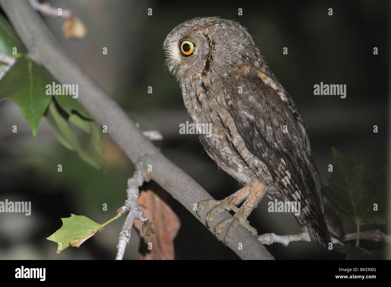 Eurasian scops owl on a branch at night Stock Photo