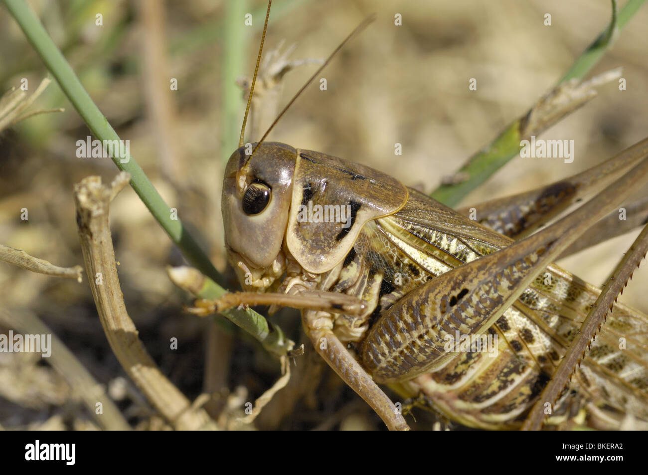 Head detail of a White-faced bushcricket in Provence France Stock Photo