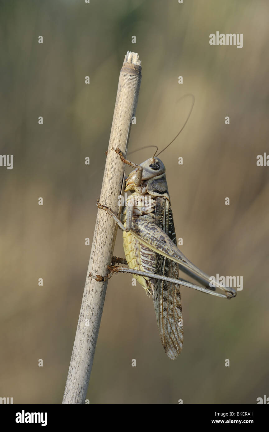 White-faced bushcricket in Provence France Stock Photo