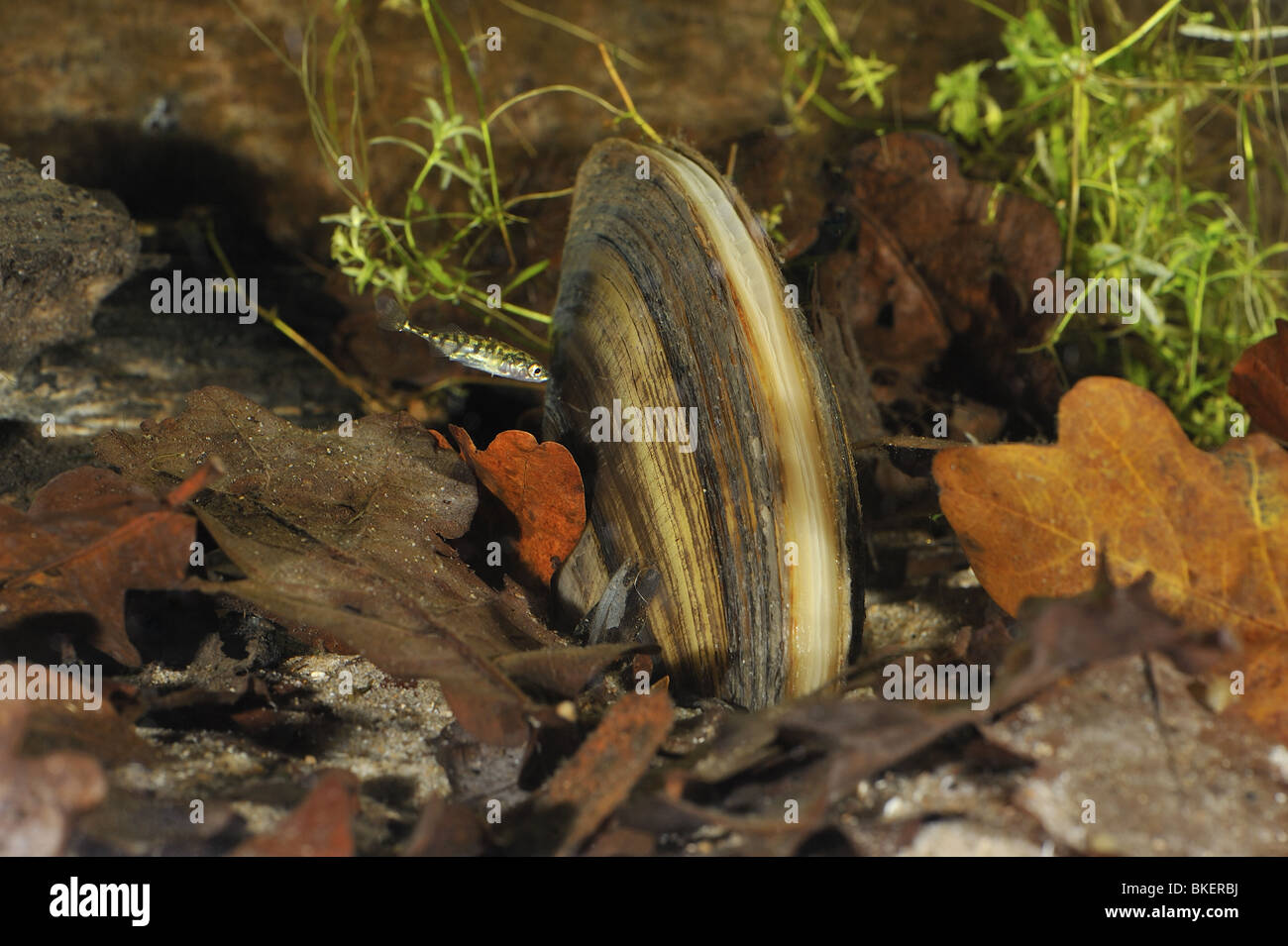 Three-spined stickleback swimming around a swan mussel on the bottom of a pond Stock Photo