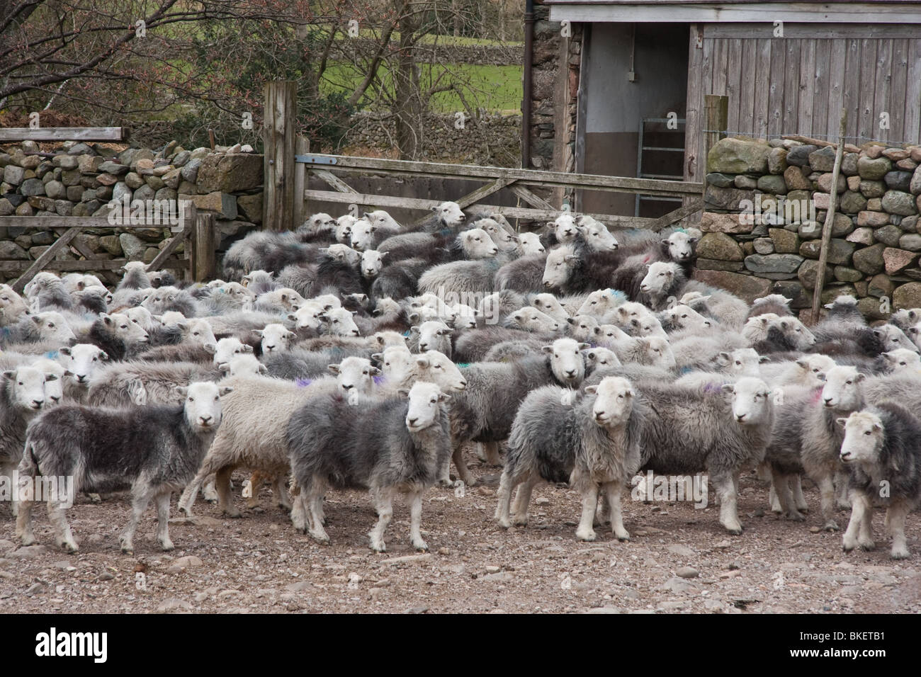 Flock of young Herdwick sheep in farmyard Stock Photo