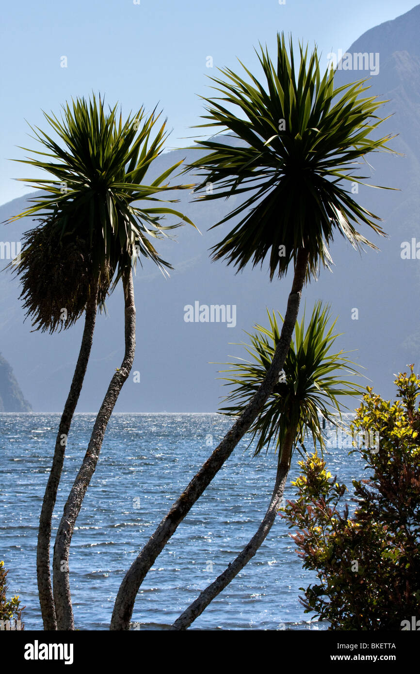 Mountain range with lake and plants, Milford Sound, South Island, New Zealand Stock Photo