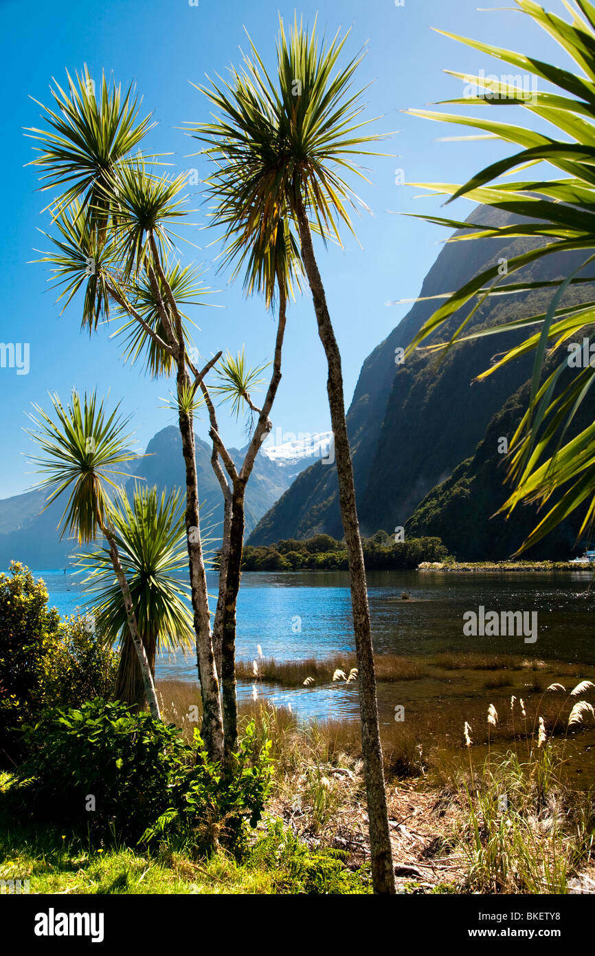 Mountain range with lake and plants, Milford Sound, South Island, New Zealand Stock Photo