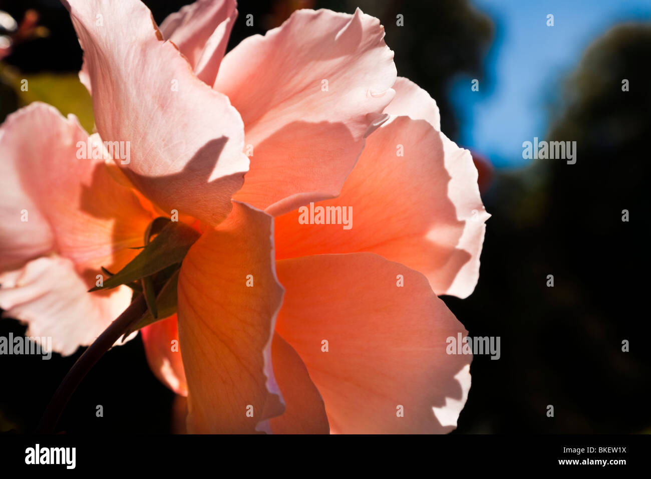 Peach Coloured Rose in Sunlight Stock Photo - Alamy