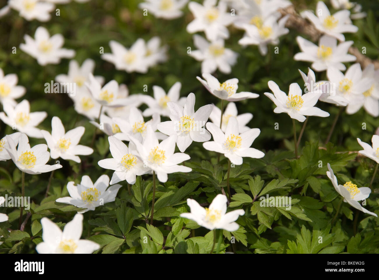 Wood Anemone (Anemone nemorosa) growing on a nature reserve in the Herefordshire Countryside Stock Photo