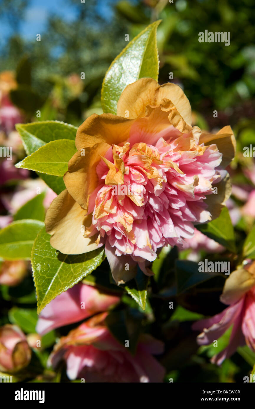 Frost browned camellia blossoms. Stock Photo