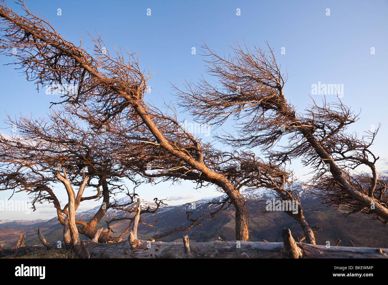Wind Blowing Pine Trees