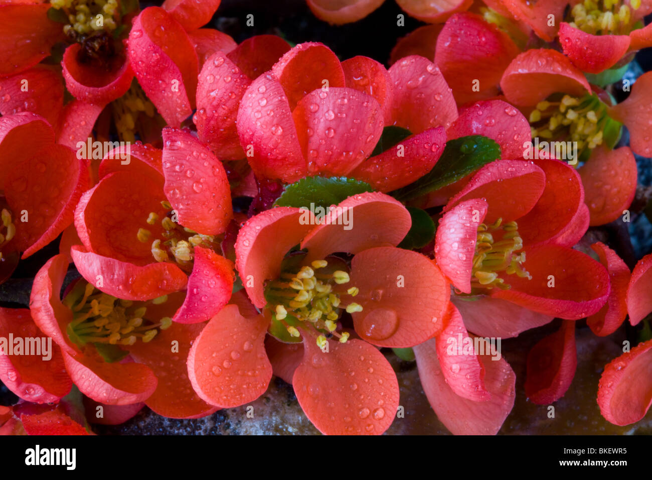 Japonica blossom hi-res stock photography and images - Alamy