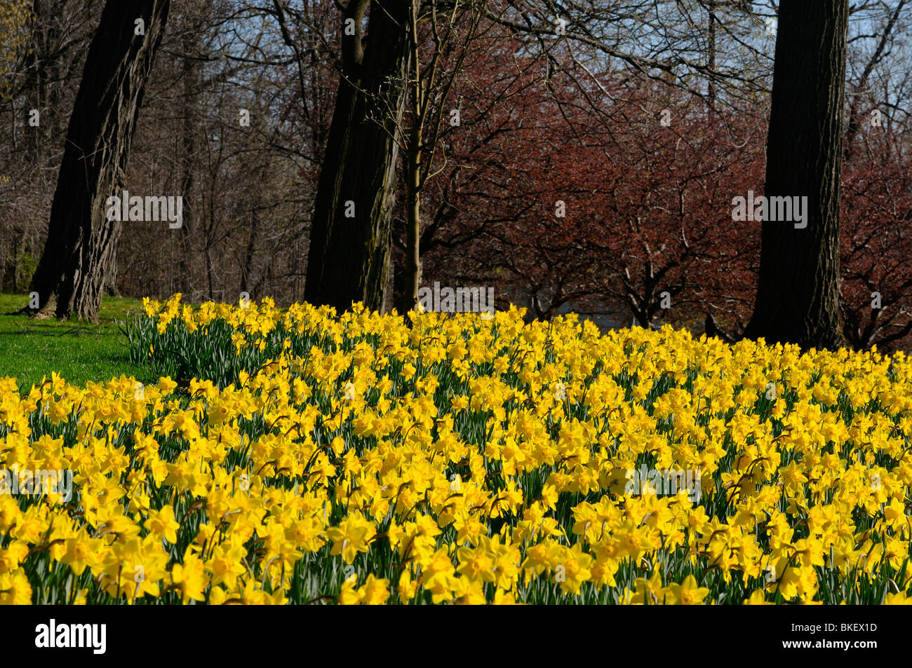 Yellow daffodils in garden early Spring at Brocks Monument Historic site Queenston Niagara Falls Canada Stock Photo