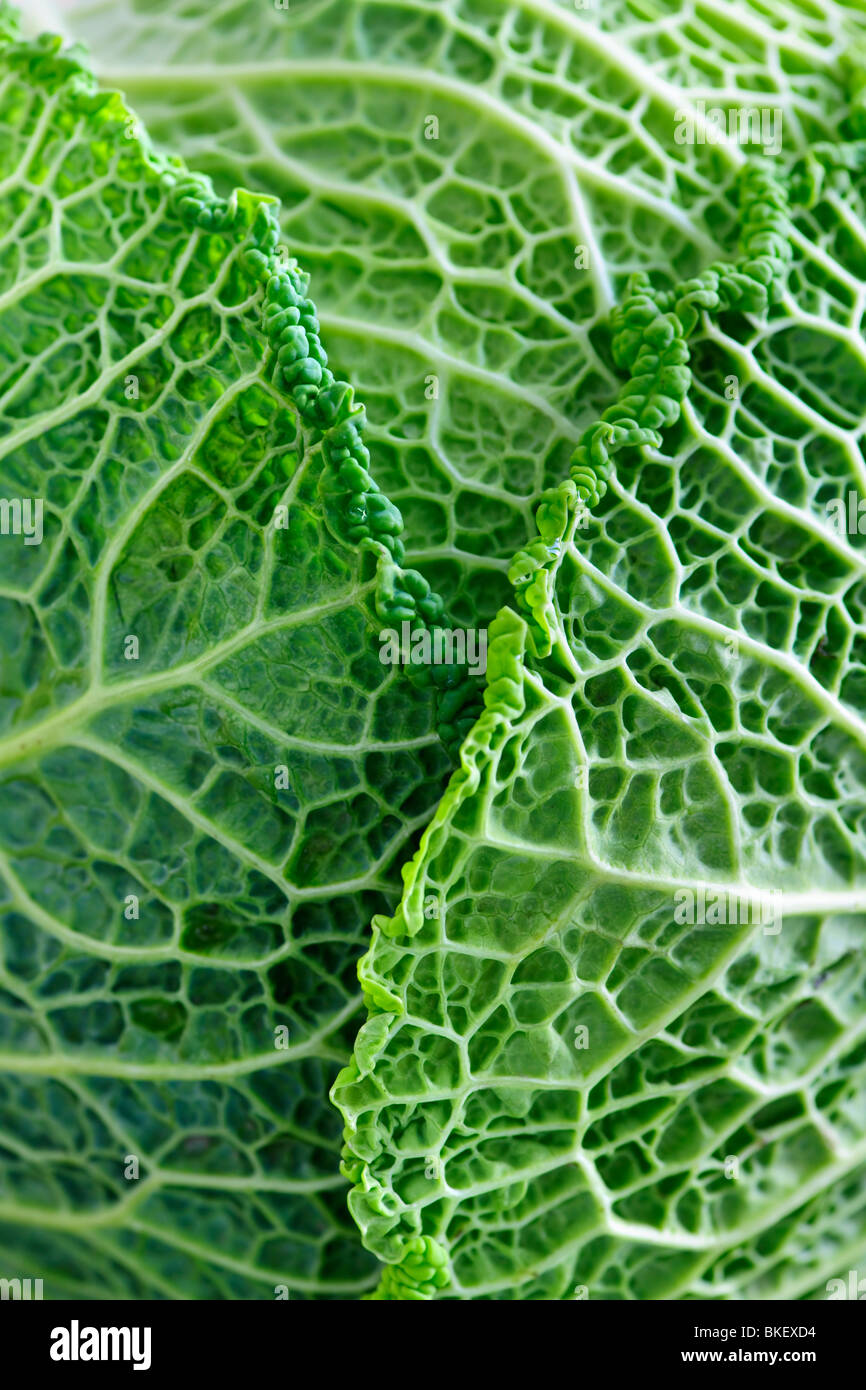 Close up of fresh green cabbage leaves Stock Photo Alamy