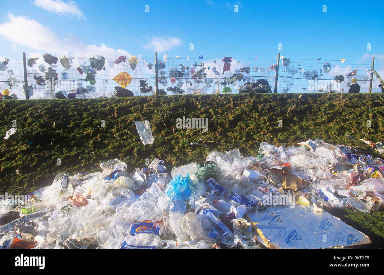 Plastic bags blown from a landfill site in Barrow in Furness, Cumbria, UK Stock Photo Alamy