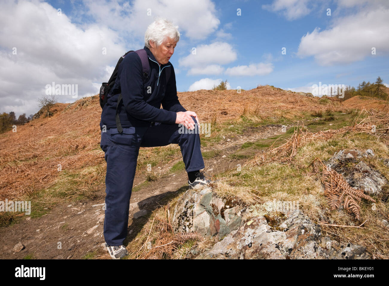 Senior elderly woman walker rubbing a very sore knee arthritic after walking exercise outdoors. Cumbria, England, UK, Britain. Stock Photo