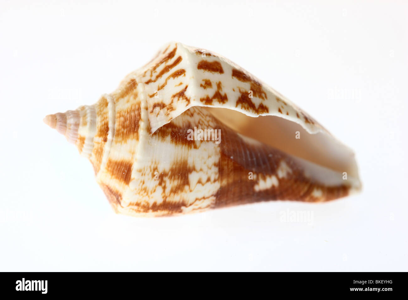 shell, bivalve shell. Stock Photo