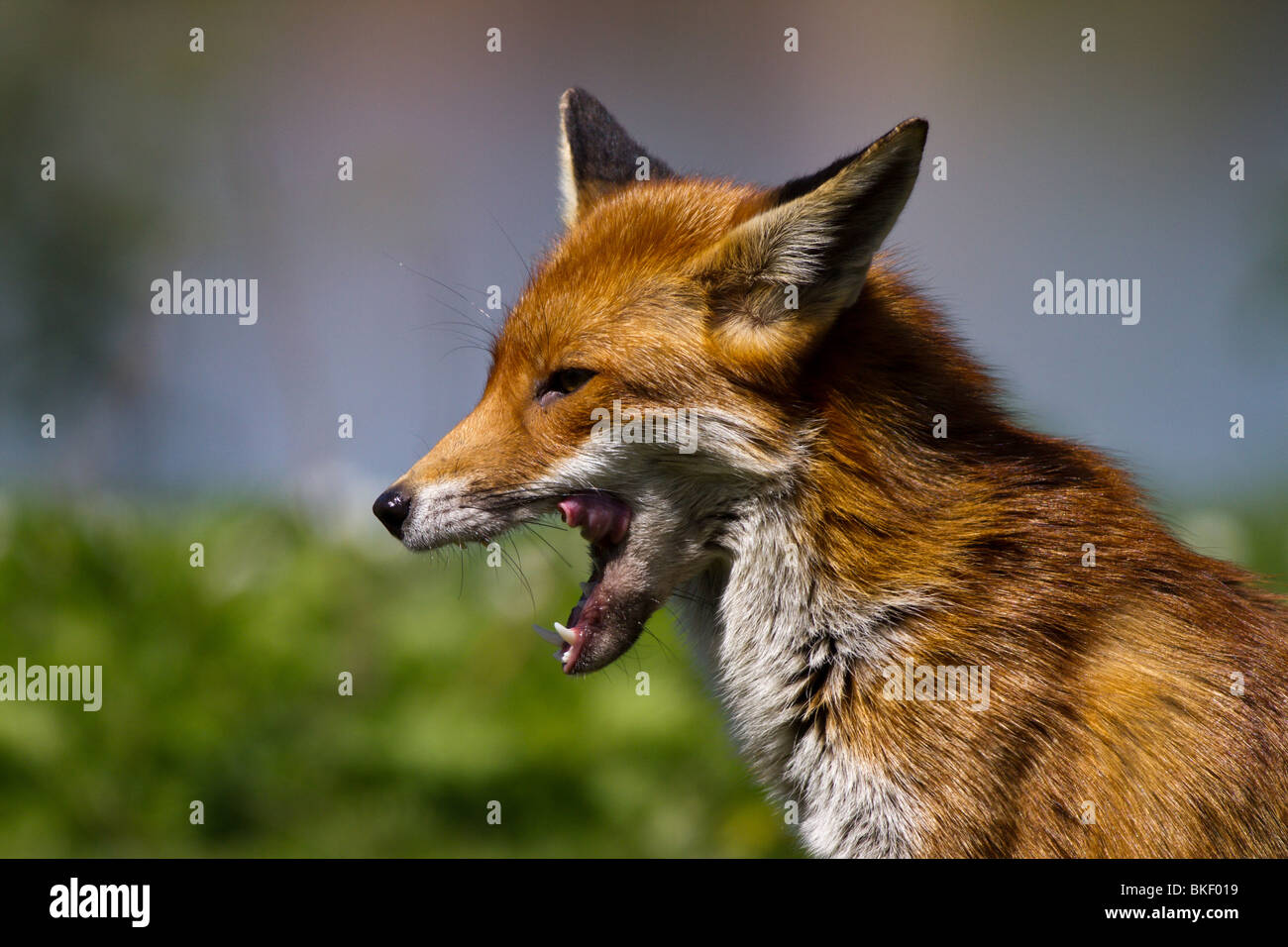 Urban red fox (Vulpes vulpes) Stock Photo