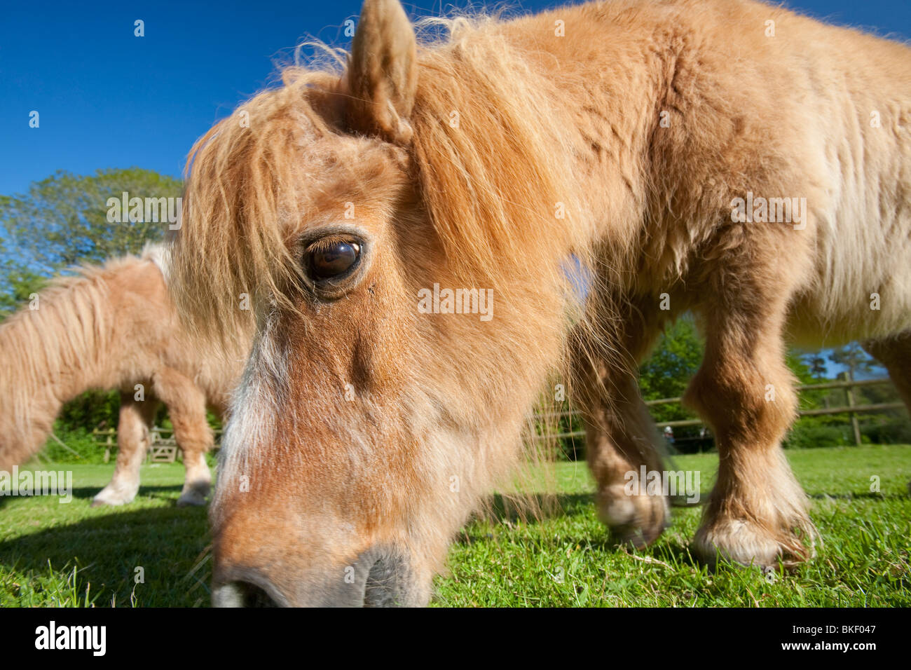 A miniature Shetland pony grazing in a field in Berrynarbor, North Devon, UK Stock Photo