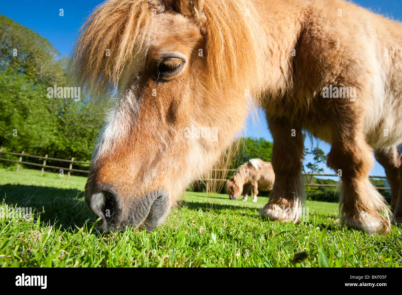 A miniature Shetland pony grazing in a field in Berrynarbor, North Devon, UK Stock Photo