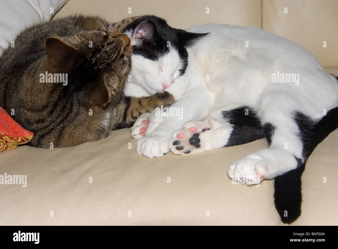 Two cats snuggle and sleep closely on a couch Stock Photo Alamy