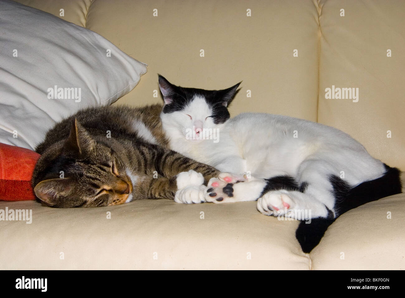 Two cats snuggle and sleep closely on a couch Stock Photo Alamy