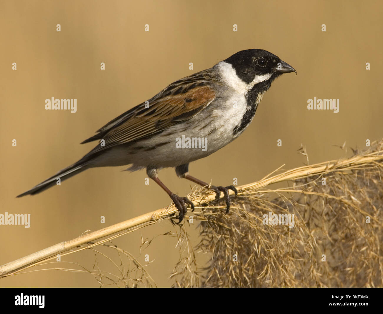 Reed Bunting on reed Stock Photo