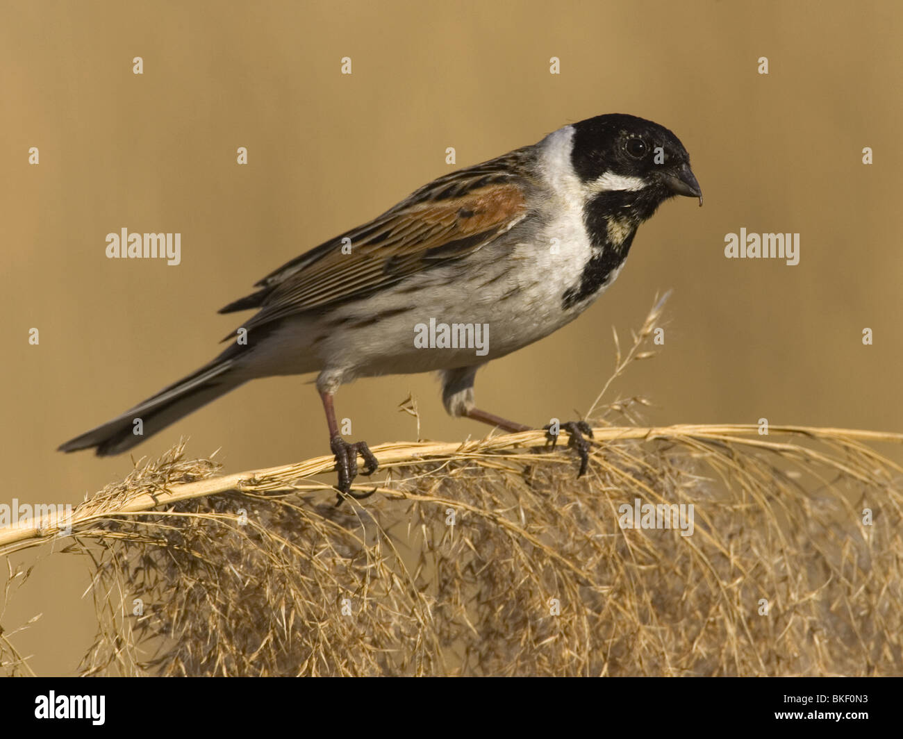 Reed Bunting on reed Stock Photo