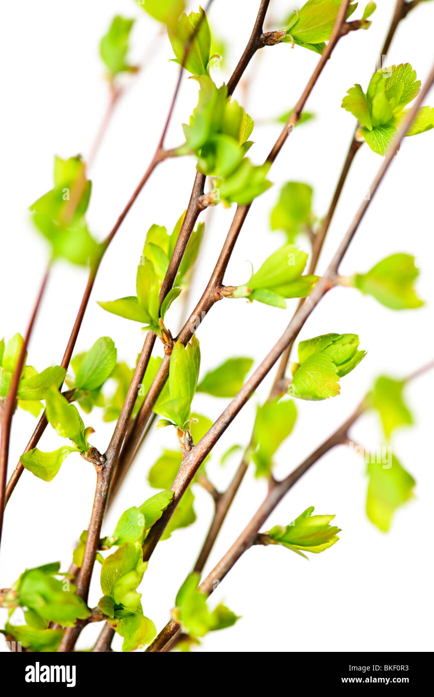 Branches with young green spring leaves budding isolated on white Stock ...