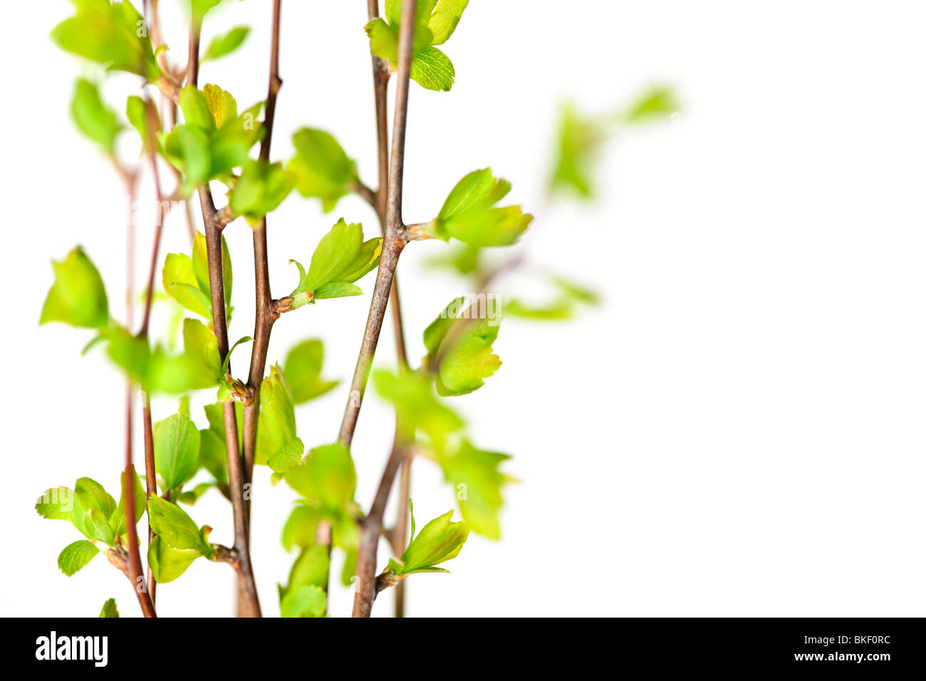 Branches with young green spring leaves budding isolated on white Stock ...