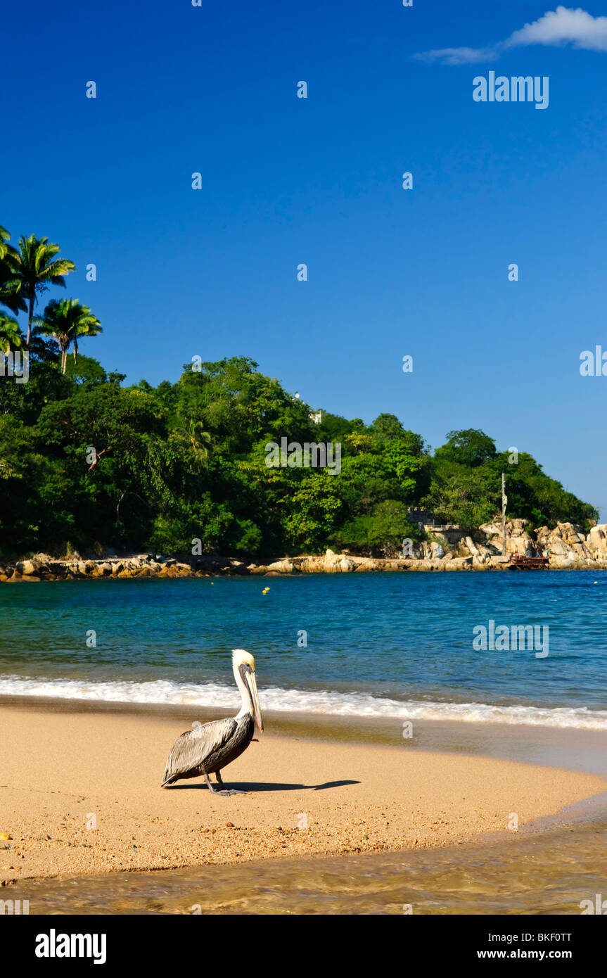 Pelican on beach near Pacific ocean in Mexico Stock Photo