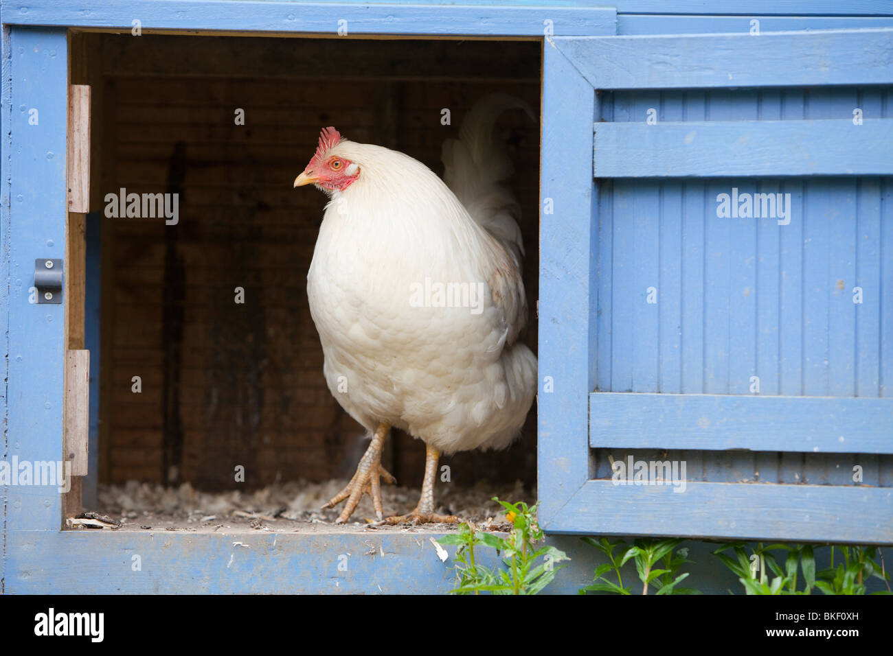 Free range hens and a hen house in the rydal Hall Community Vegetable