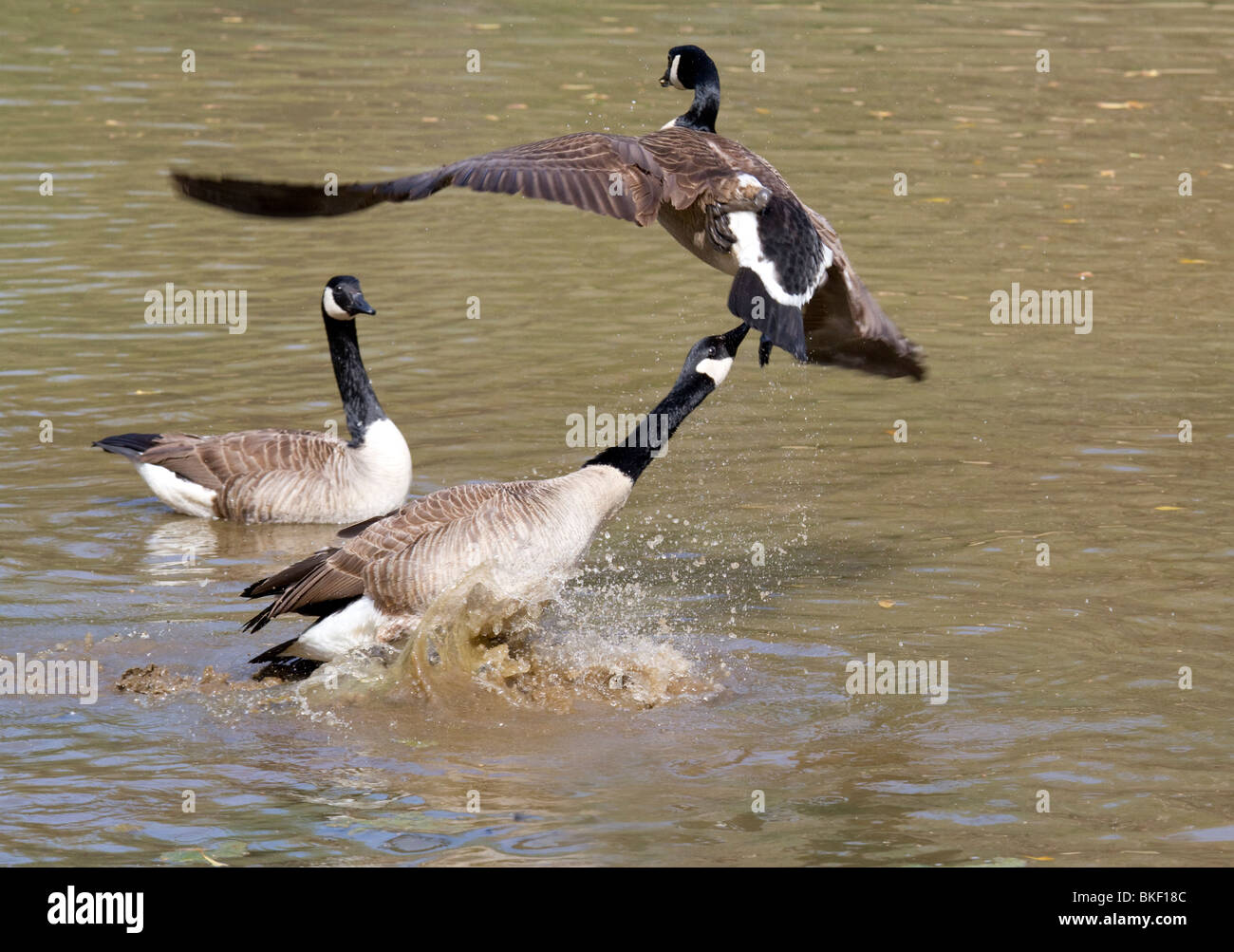 The Canada geese (Branta canadensis) fighting, USA Stock Photo