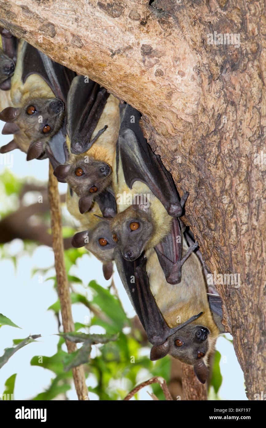 A colony of African strawcolored fruit bats (Eidolon helvum), Northern