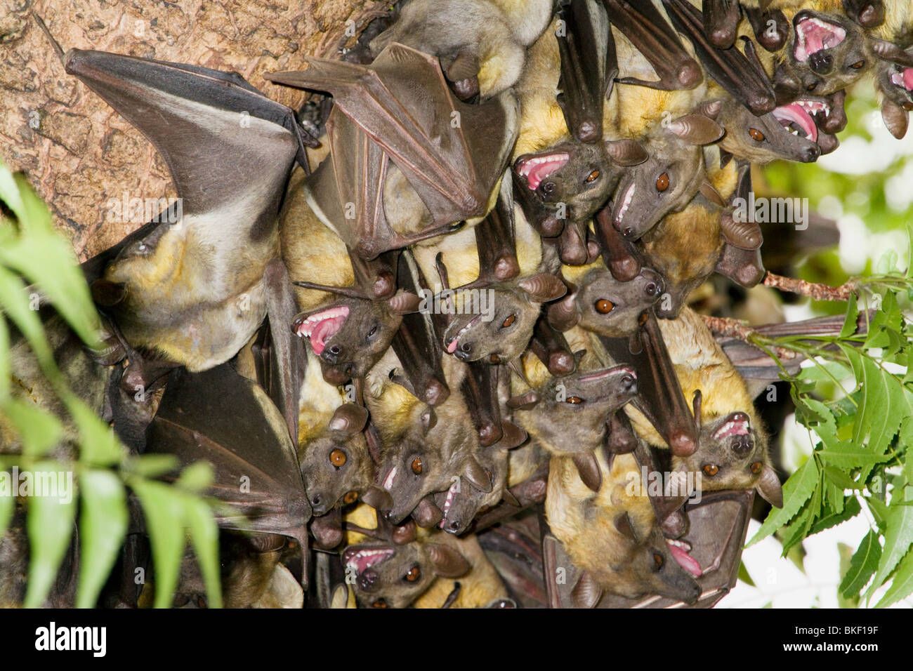 A colony of African straw-colored fruit bats (Eidolon helvum) Stock Photo