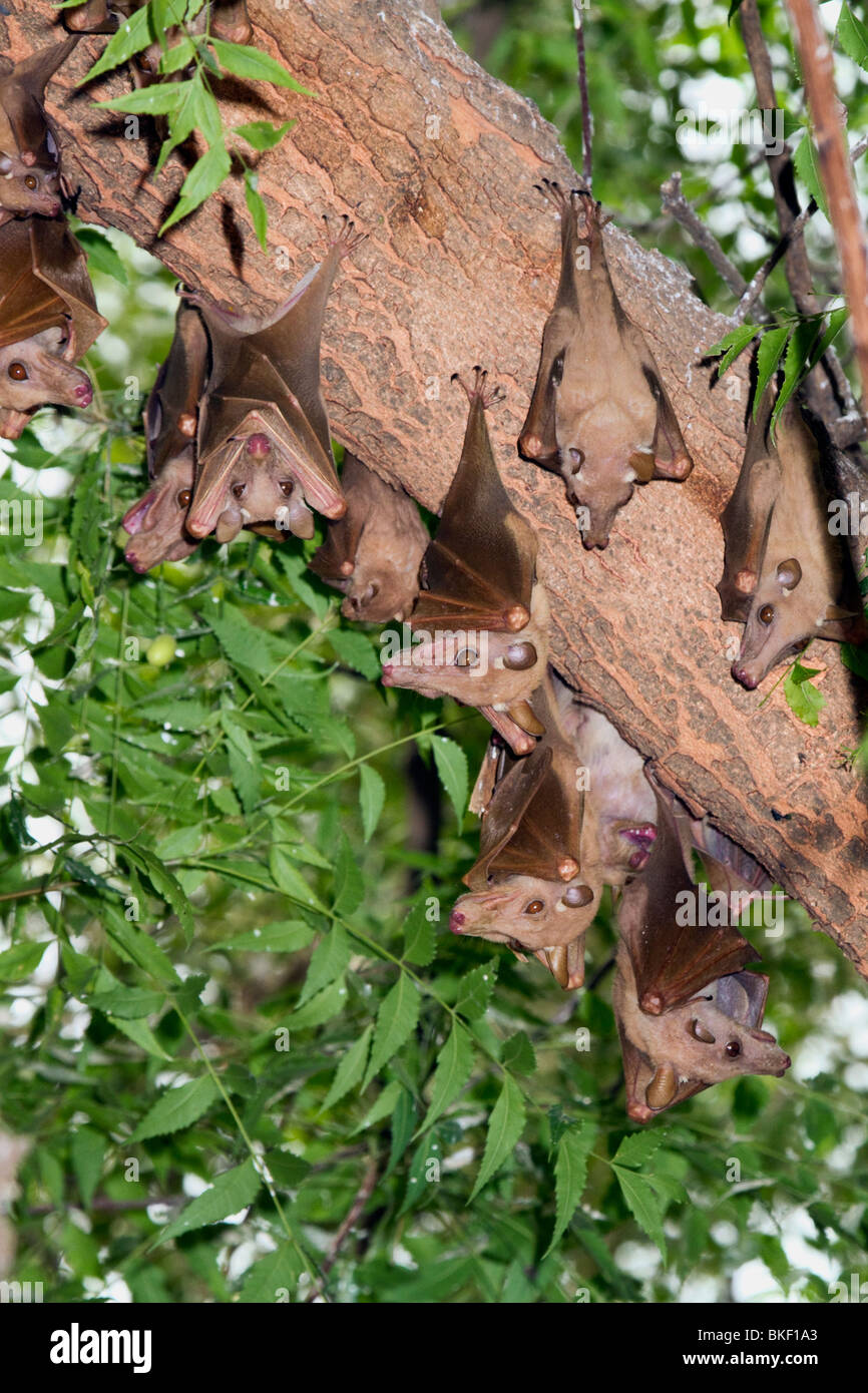 A colony of gambian epauletted fruit bats (Epomophorus gambianus), Cameroon. Stock Photo