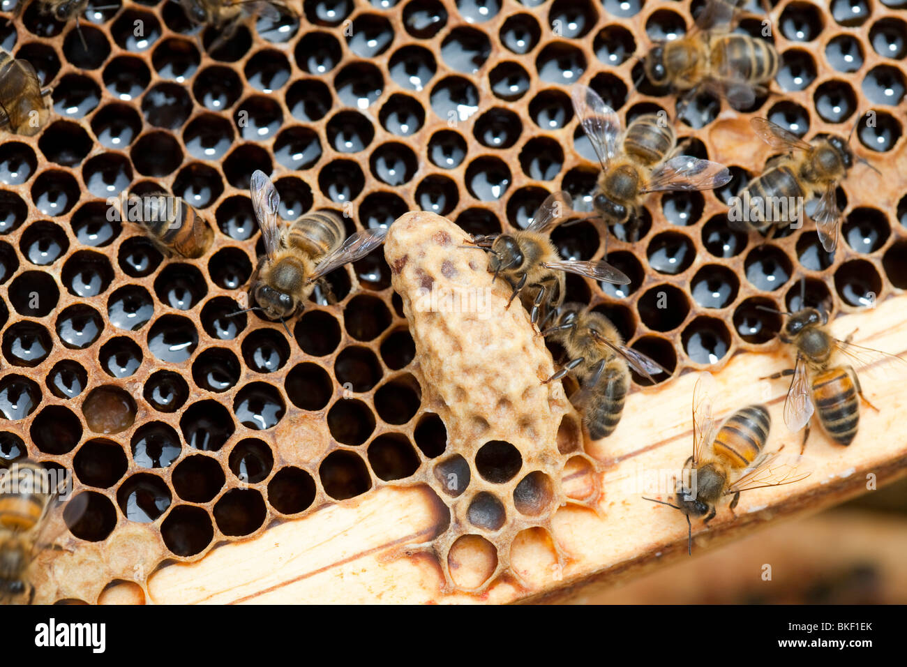 A Queen cell in a beehive in Cockermouth, Cumbria, UK that has been infected and damaged by the Varoa mite. Stock Photo