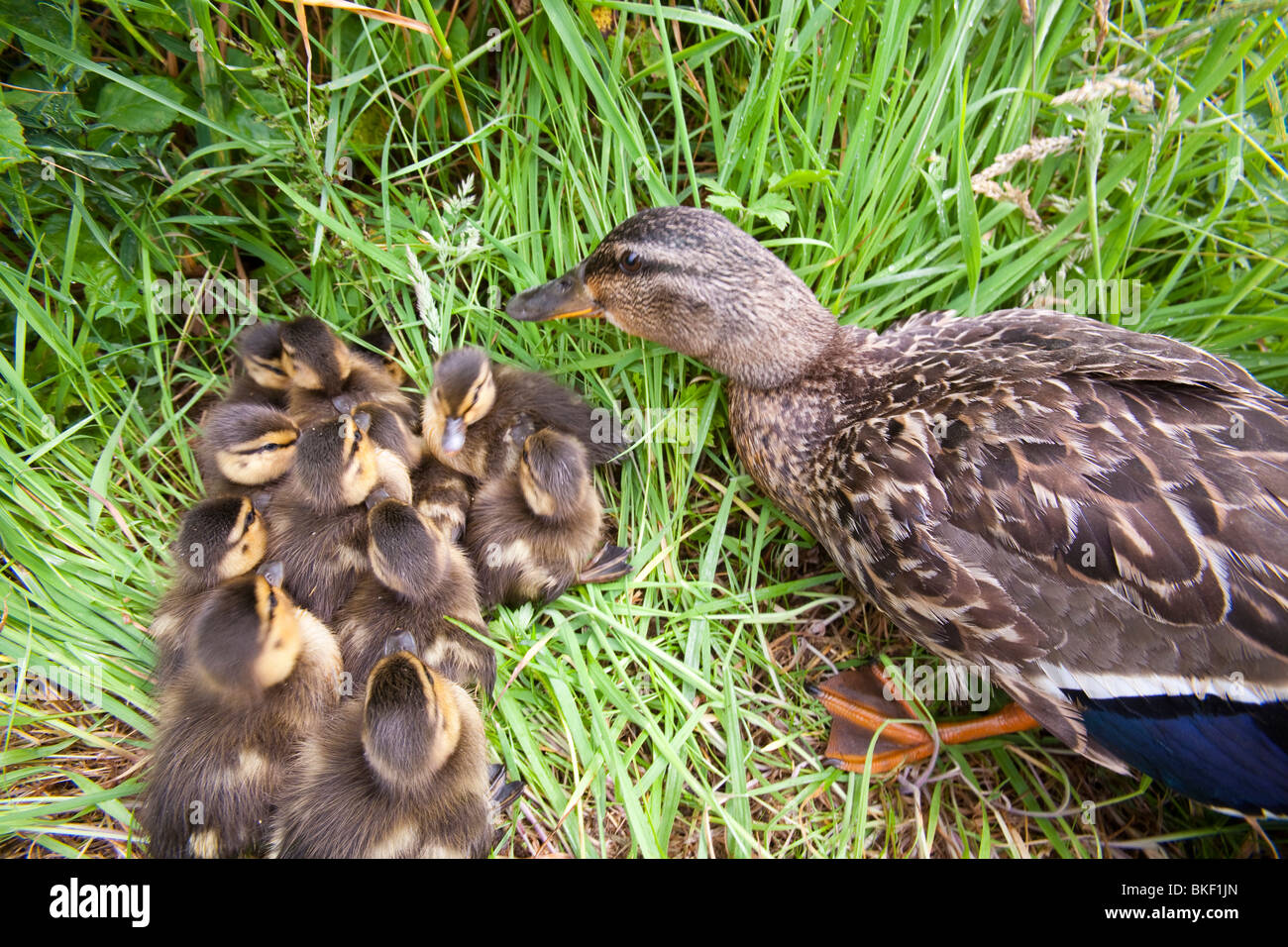 A female Mallard with her newly hatched chicks on Walney Island, Cumbria, UK Stock Photo