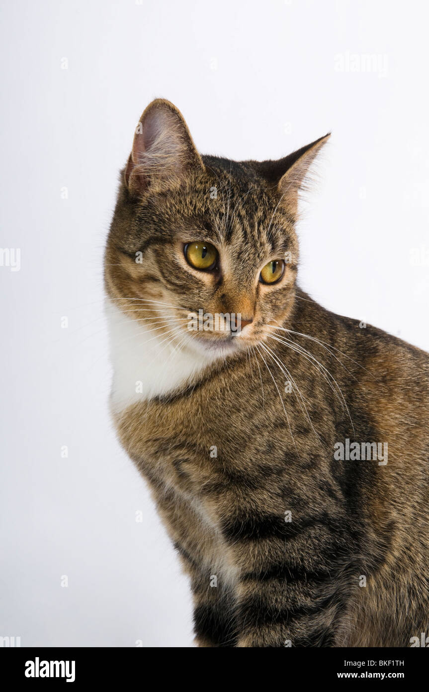Female American short hair tabby cat with a cute pose, on a white background. Stock Photo