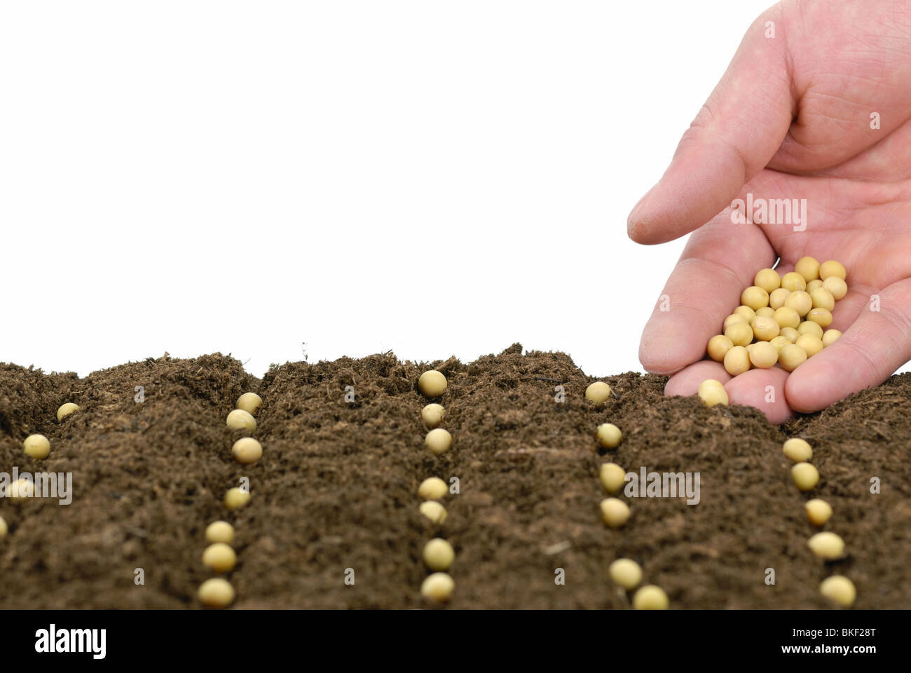 sowing soybean in a row,concept. Stock Photo