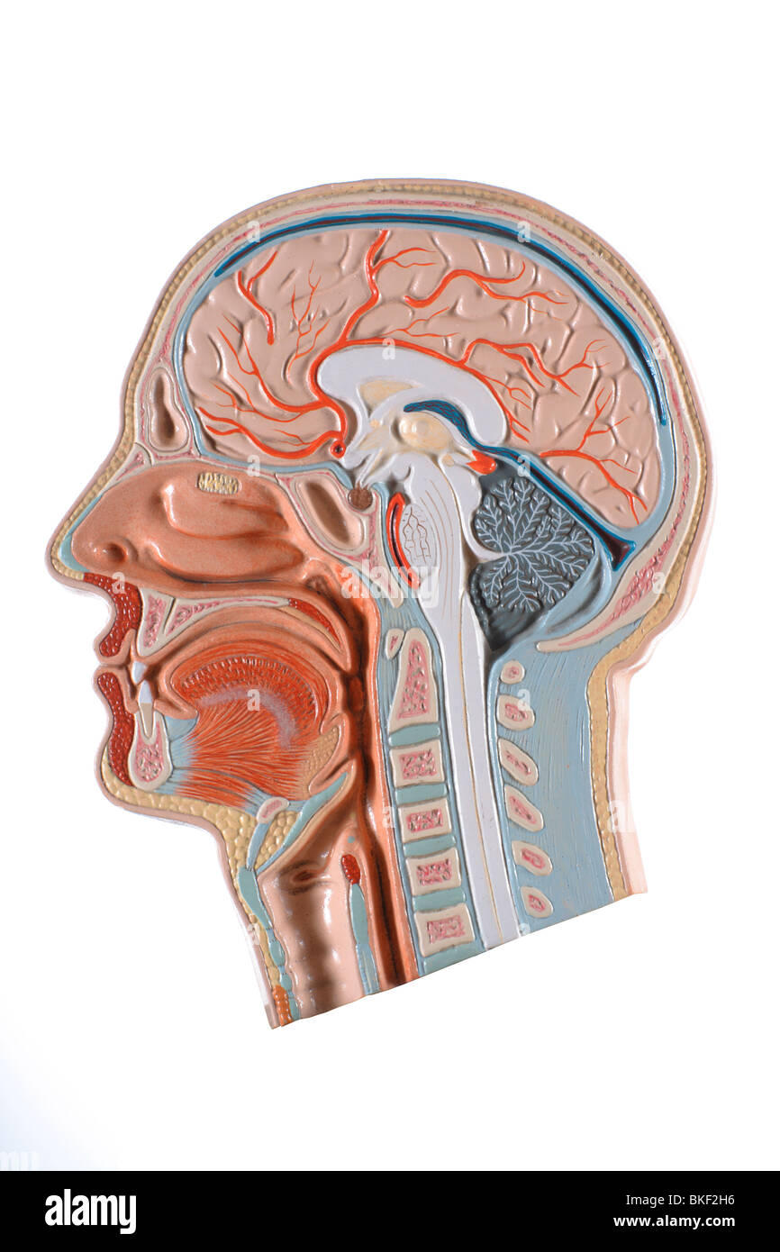 anatomical models of head Stock Photo Alamy