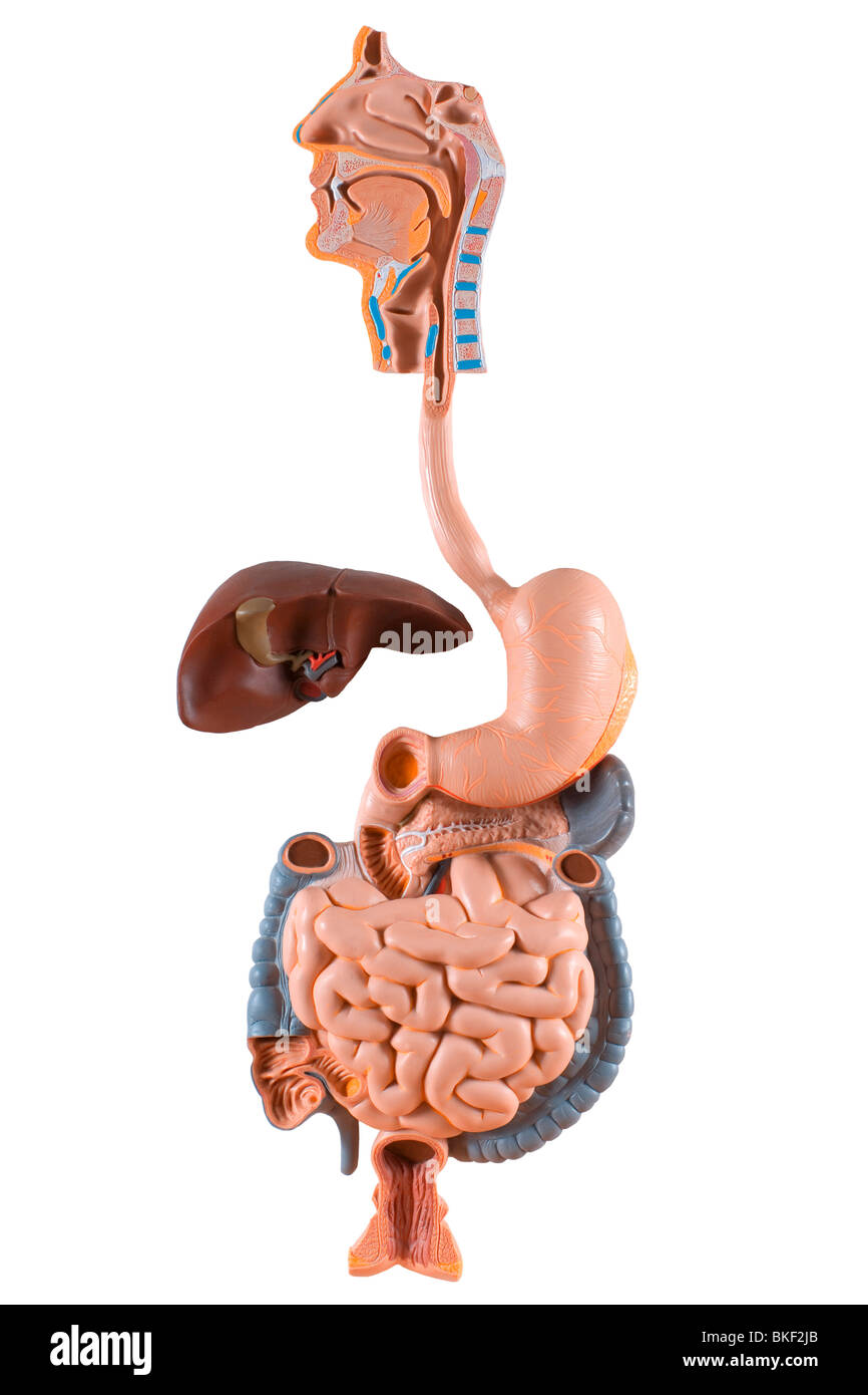 anatomical model of the digestive tract Stock Photo