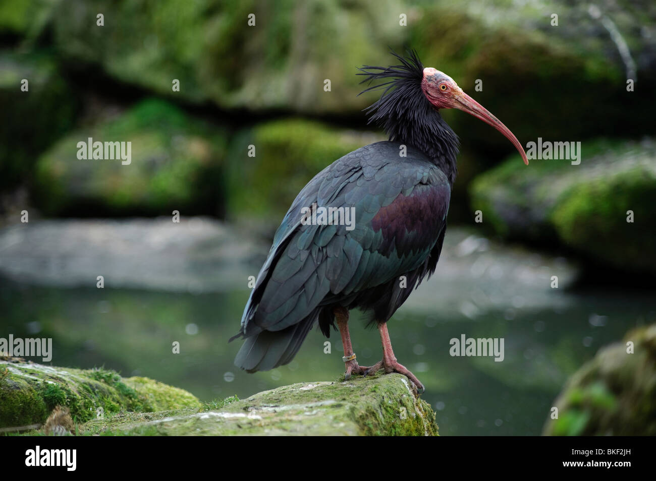 Waldrapp Ibis Hi res Stock Photography And Images Alamy waldrapp-ibis-hi-res-stock-photography-and-images-alamy