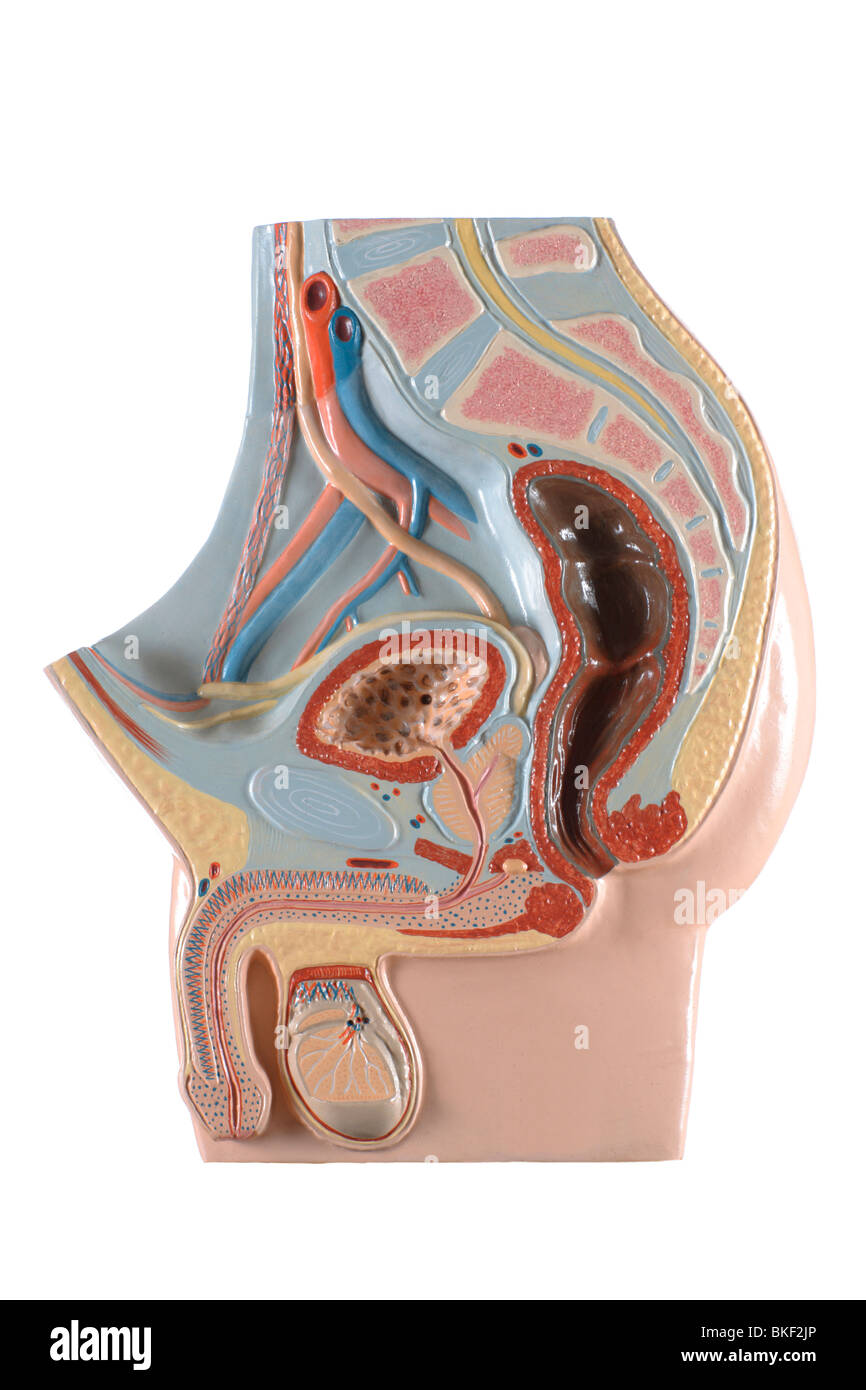 anatomical model of male genital organs Stock Photo