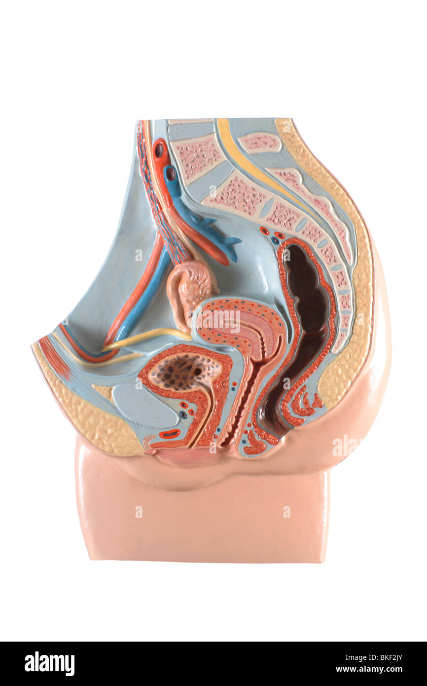 Anatomical model of female genital organs Stock Photo