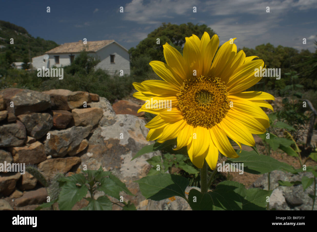 Sunflower in Spain Stock Photo Alamy