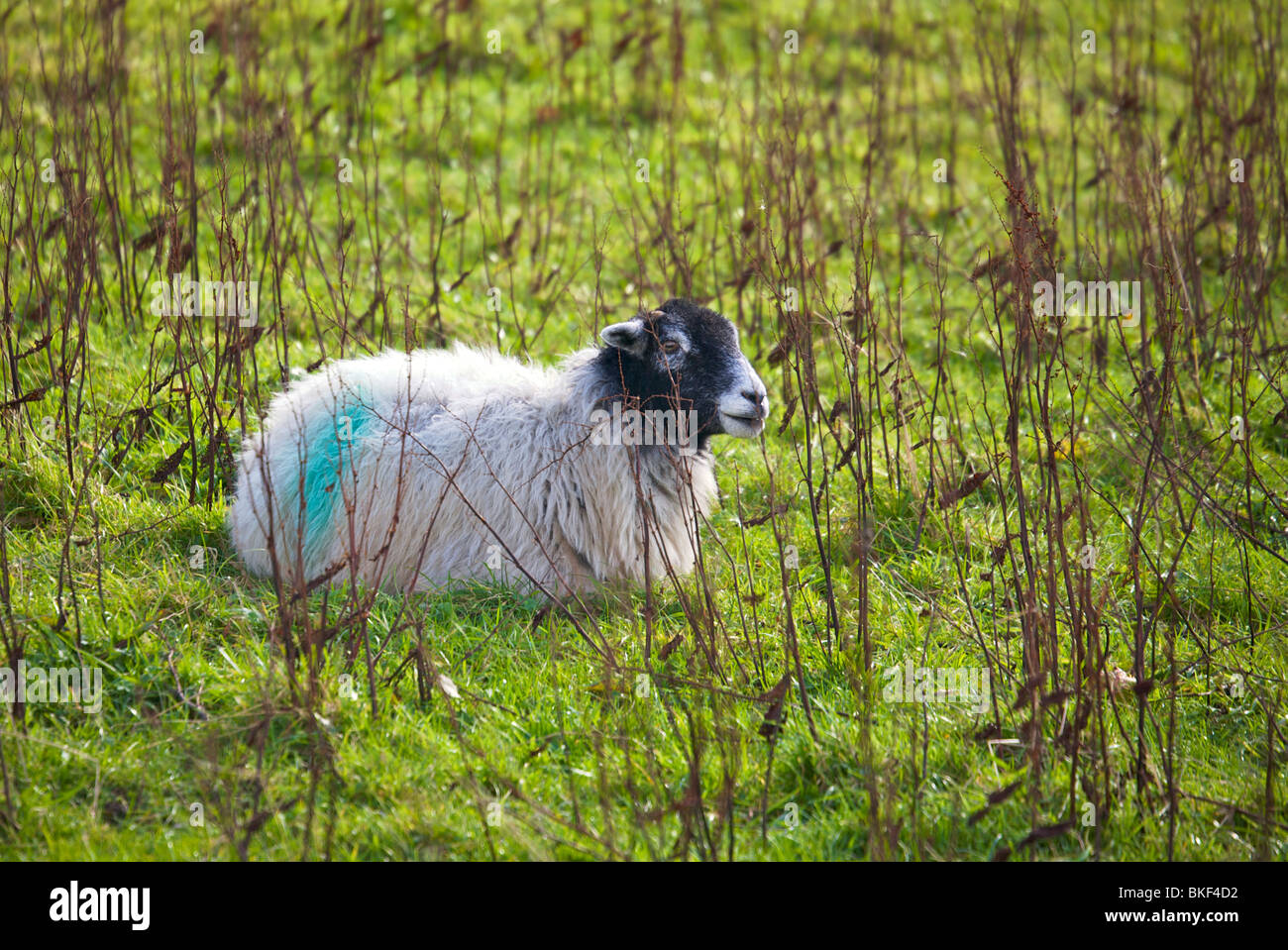 sheep in fields, Malham, Yorkshire Stock Photo